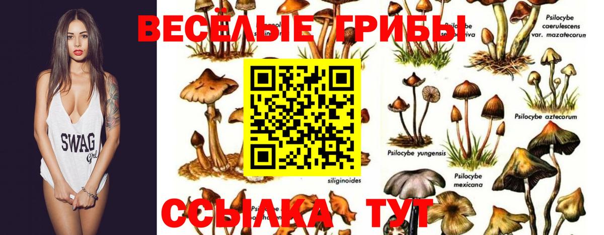 Галлюциногенные грибы Psilocybe  Вход с VPN  Тольятти  Галлюциногенные грибы мицелий 
